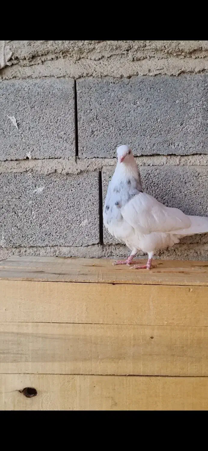 کبوتر طوقی|پرنده|سرپل ذهاب, |دیوار