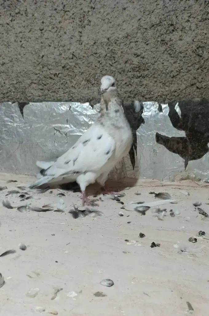 هفرنگ گرفتنی|پرنده|سبزوار, رضوان|دیوار