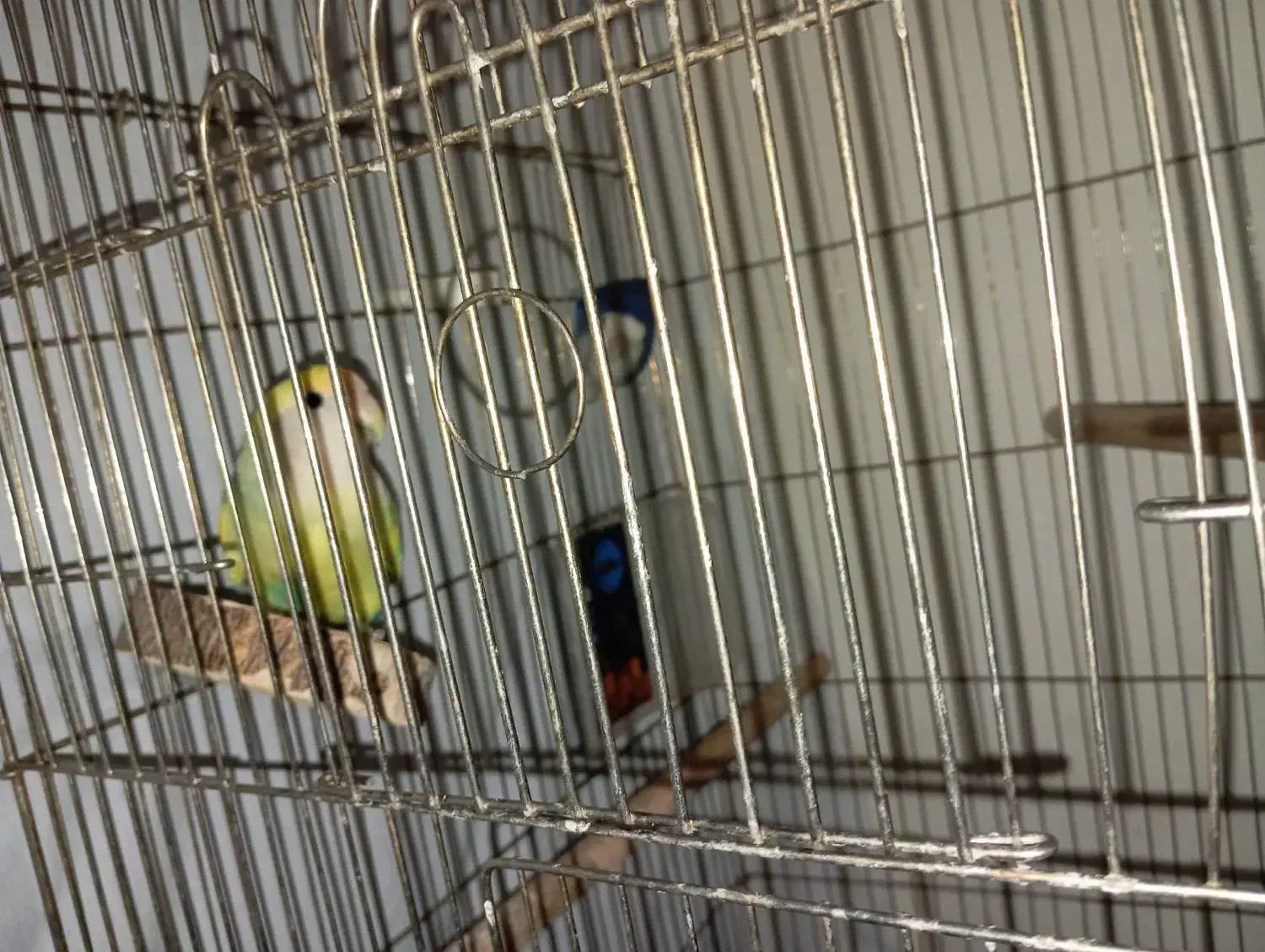 طوطی برزیلی|پرنده|ماکو, |دیوار