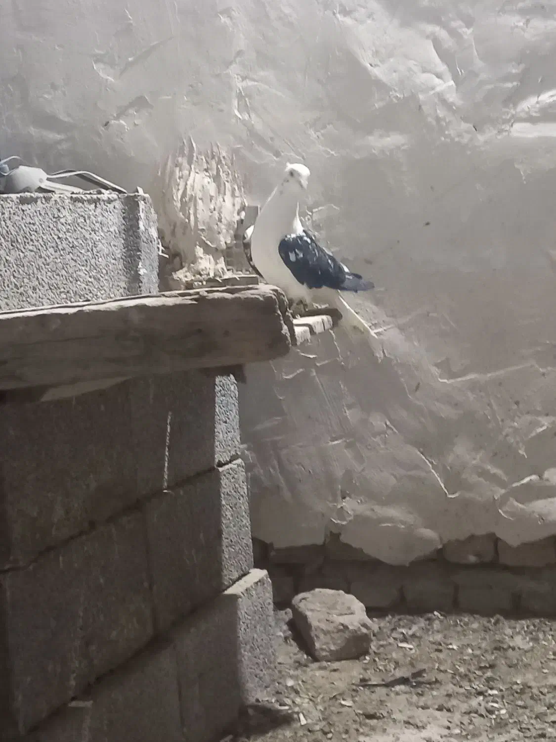 نر سوسکی دم سفید کاکلی عتیقه|پرنده|زاوه, |دیوار