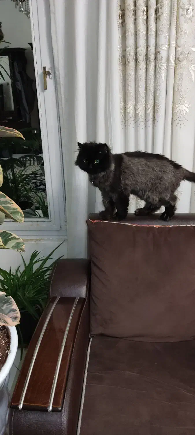 گربه بریتیش|گربه|تهران, جوادیه تهرانپارس|دیوار