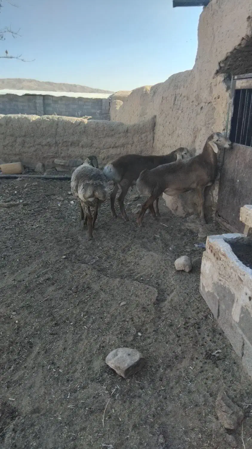 سه عدد بره نر|حیوانات مزرعه|تربت جام, جامرود|دیوار