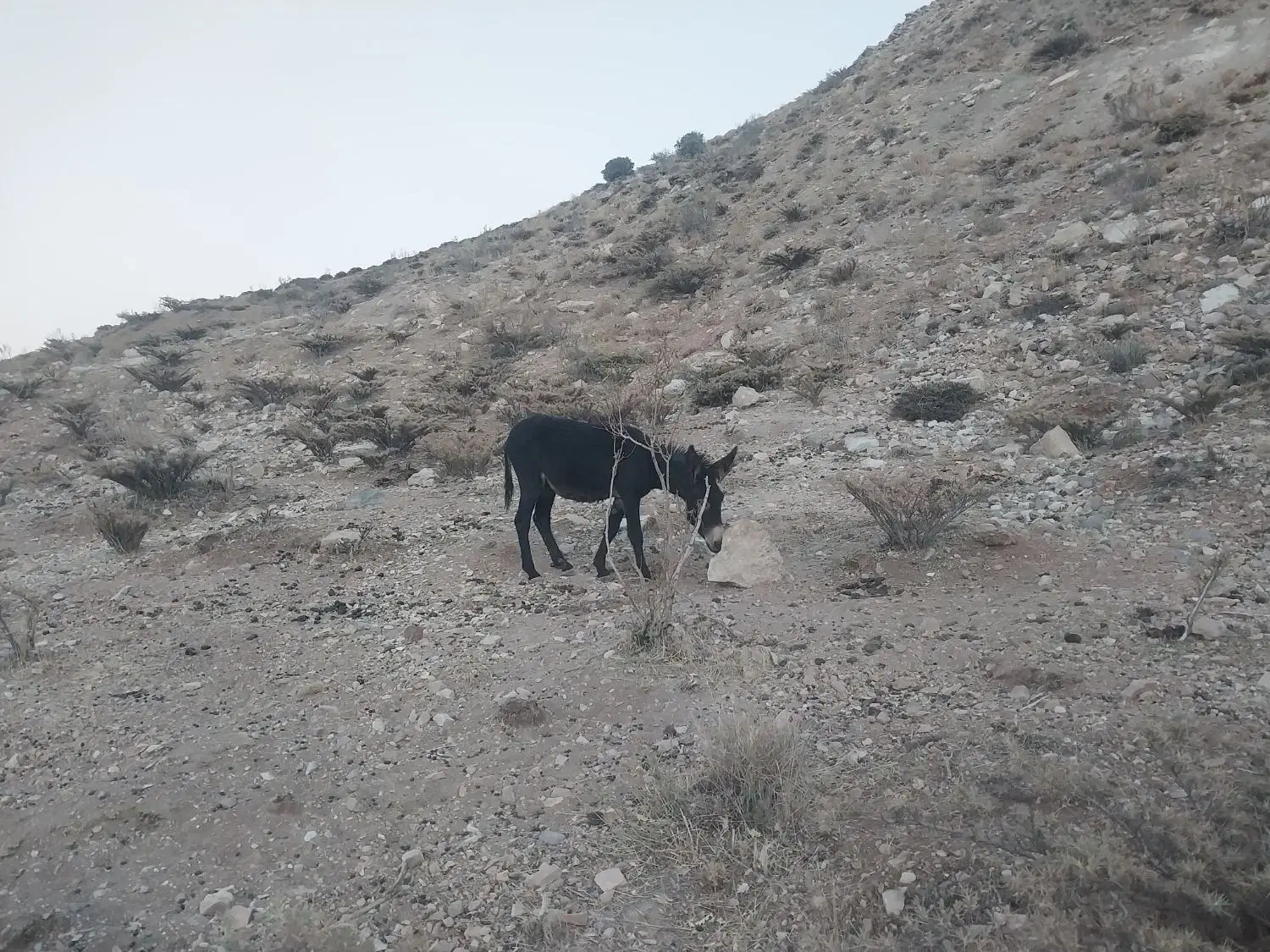 فروش الاغ|حیوانات مزرعه|ارم, |دیوار