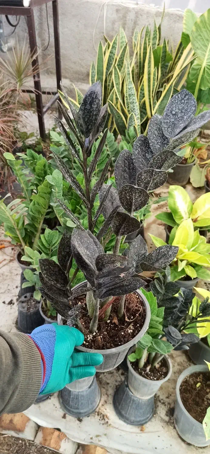 انواع گیاهان آپارتمانی و بستر آماده کاشت (خاک برگ)|گل و گیاه طبیعی|بستان آباد, |دیوار