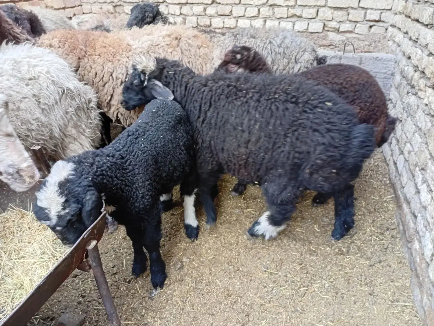 میش زاییده|حیوانات مزرعه|خمینی‌شهر, |دیوار