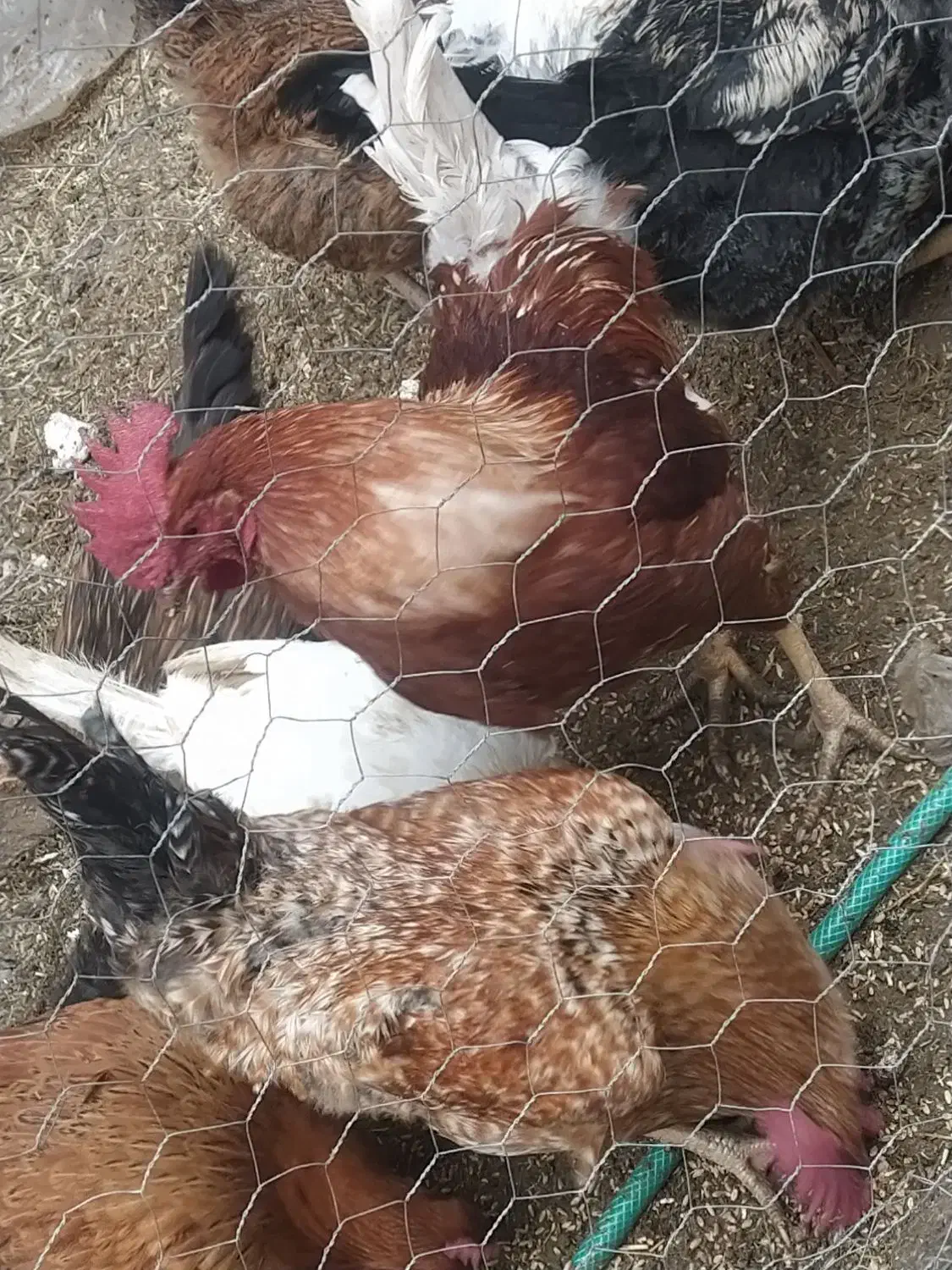 خروس تزیینی خیلی زیبا|پرنده|چادگان, |دیوار