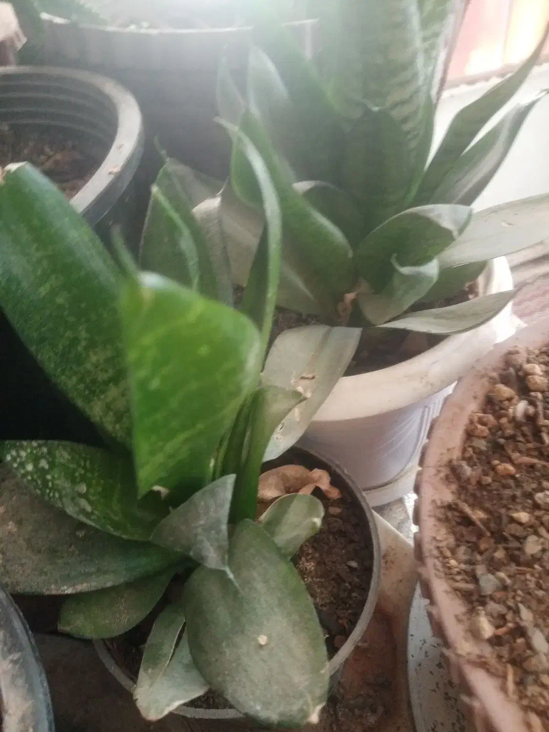 سلام این گلهابه فروش می‌رسد|گل و گیاه طبیعی|زبرخان, |دیوار