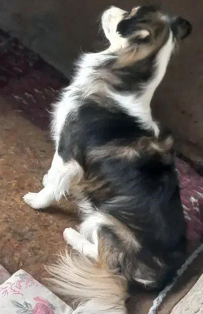 سگ نر|سگ|کرمان, |دیوار