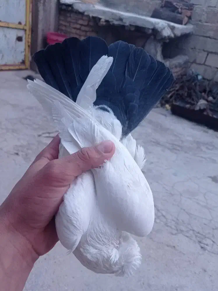 کفتر|پرنده|اردل, |دیوار