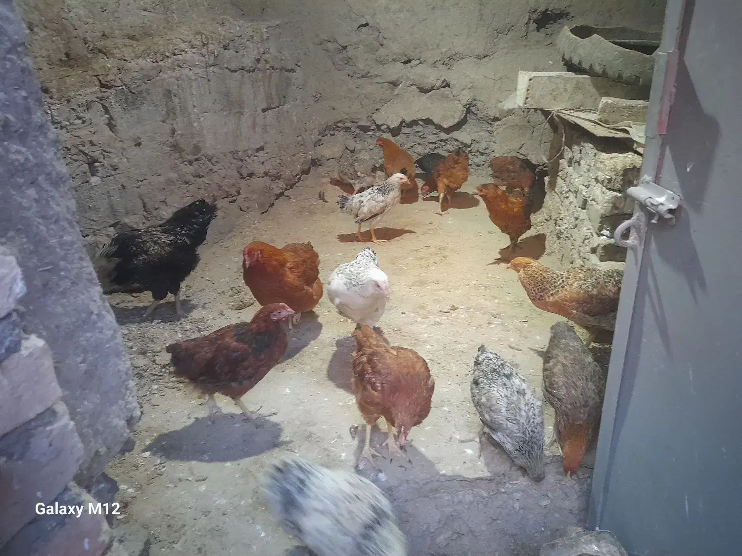 مرغ و خروس محلی|حیوانات مزرعه|هفدر, |دیوار