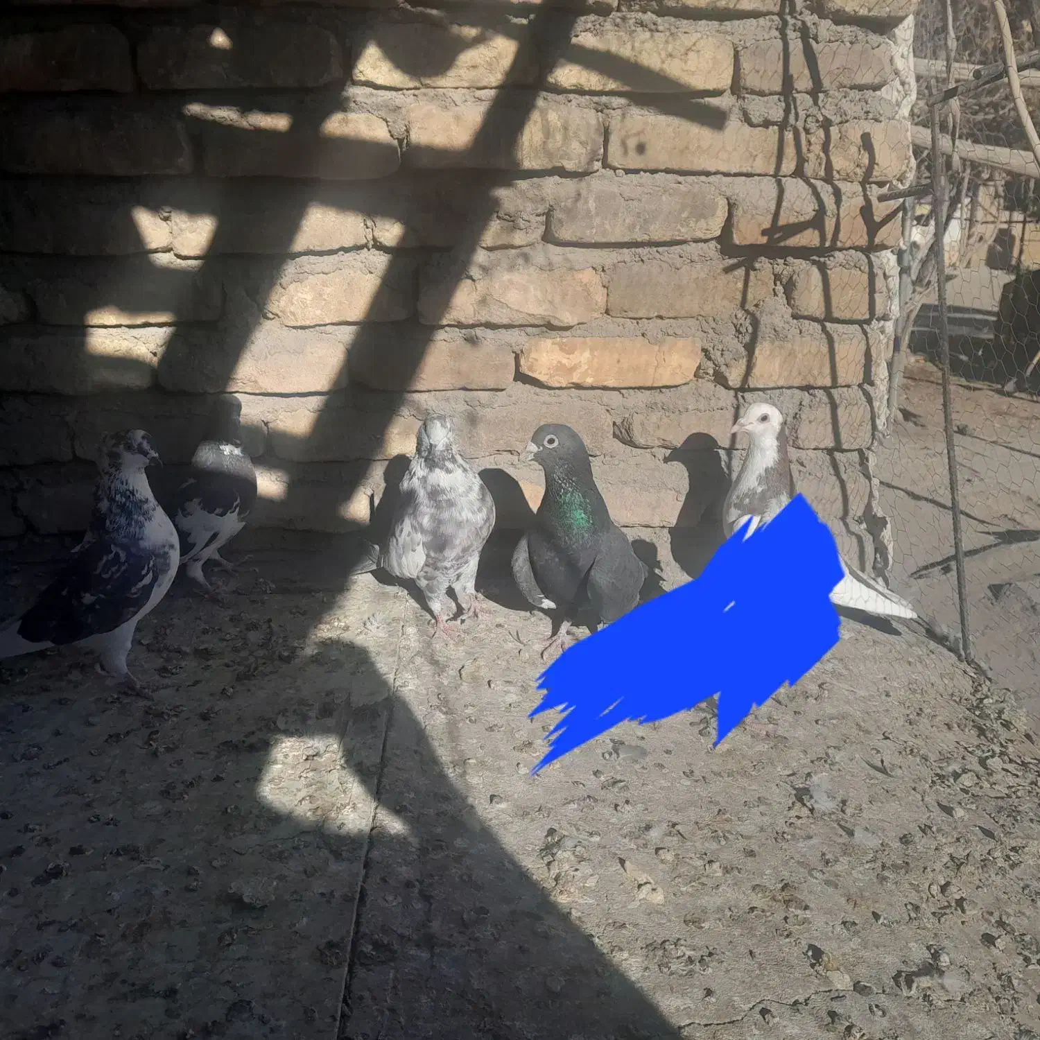 کفتر|پرنده|سیرجان, |دیوار