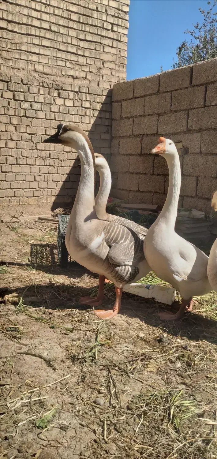 قوقاز|حیوانات مزرعه|سوسنگرد, |دیوار