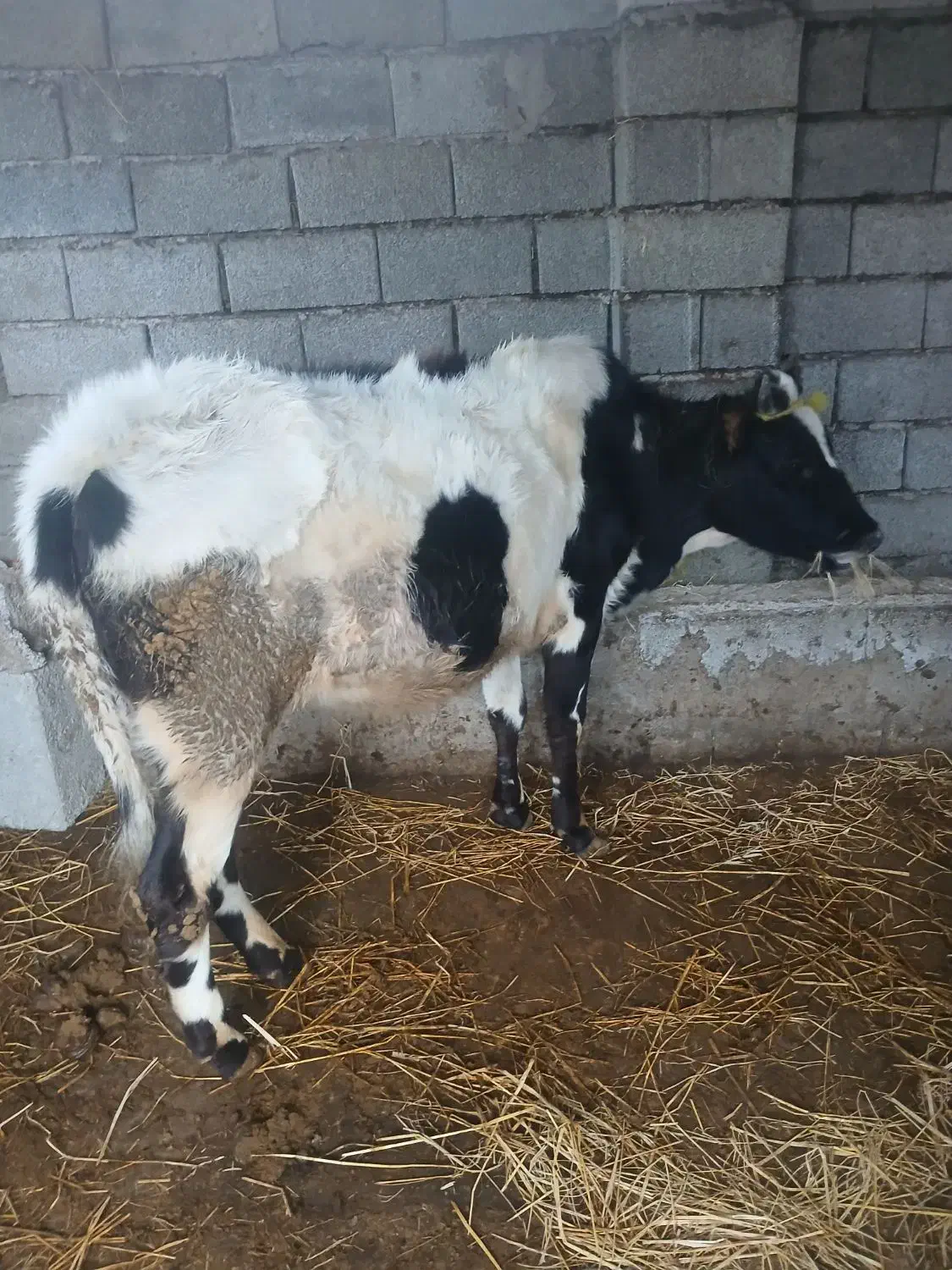 گوساله ماده قیمت آخرنوشتم کمترنمیدیم محلی|حیوانات مزرعه|ضیابر, |دیوار