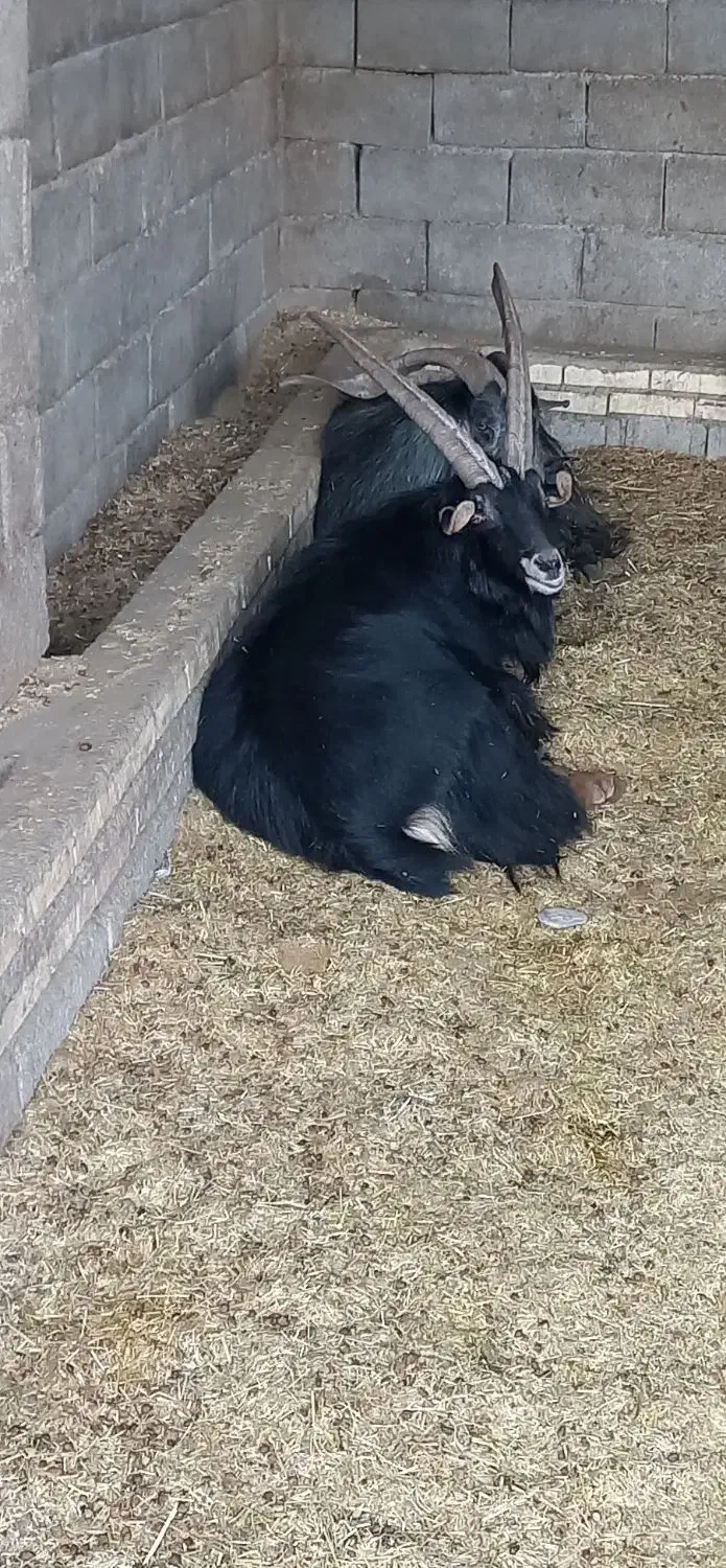 بز نر|حیوانات مزرعه|اندیمشک, |دیوار