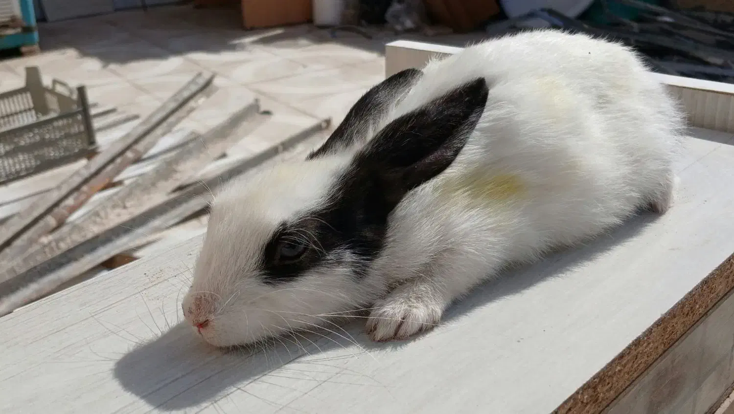 خرگوش|موش و خرگوش|تربتحیدریه, منصوریه|دیوار