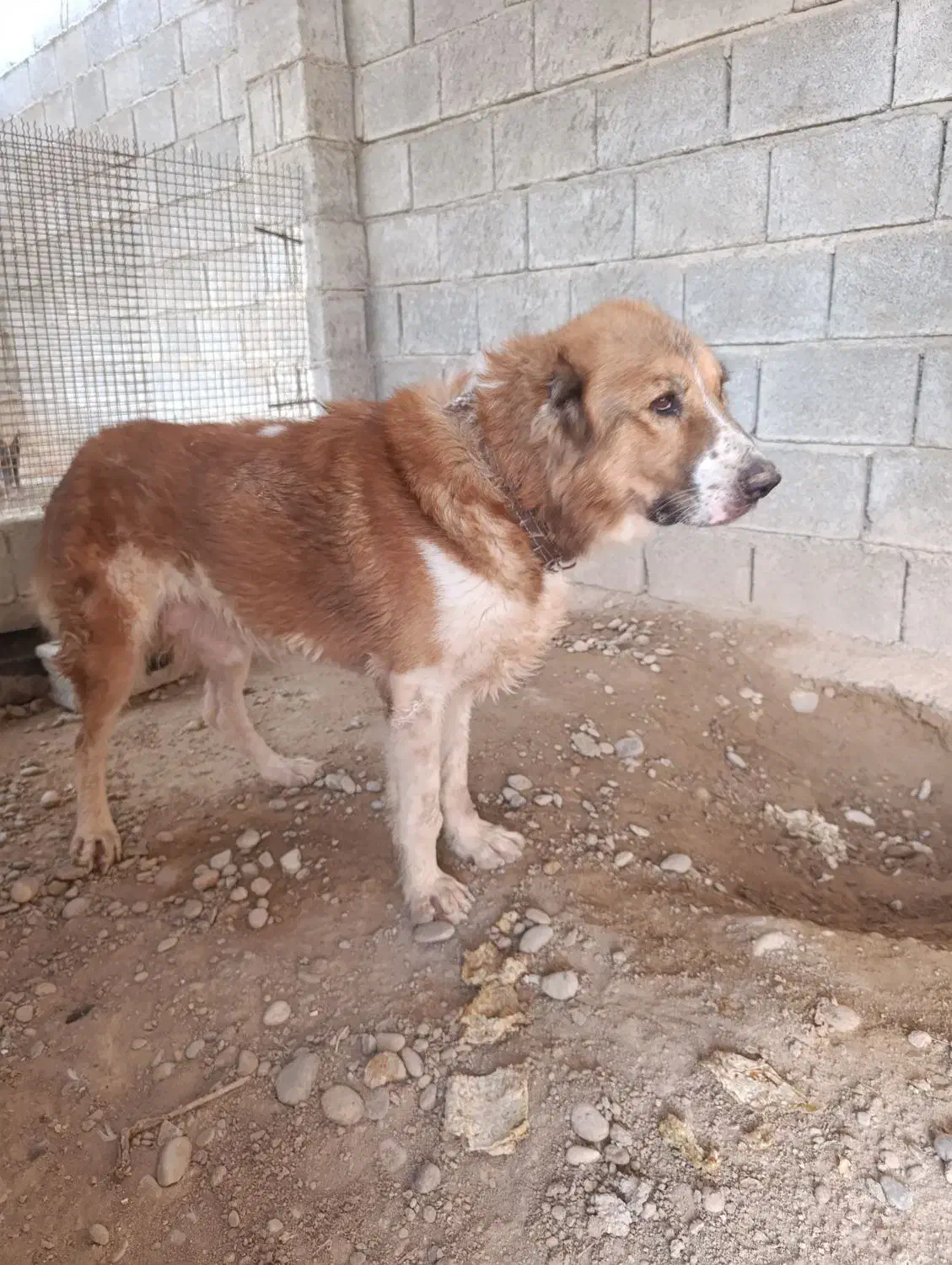 آلابای|سگ|سعدآباد, |دیوار