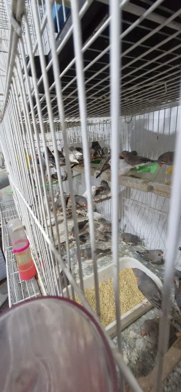 دنیای حیوانات|پرنده|بیرجند, |دیوار