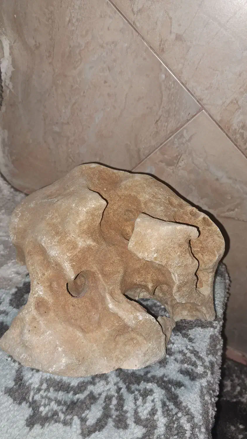 سنگ آکواریوم|ماهی|دماوند, دماوند|دیوار