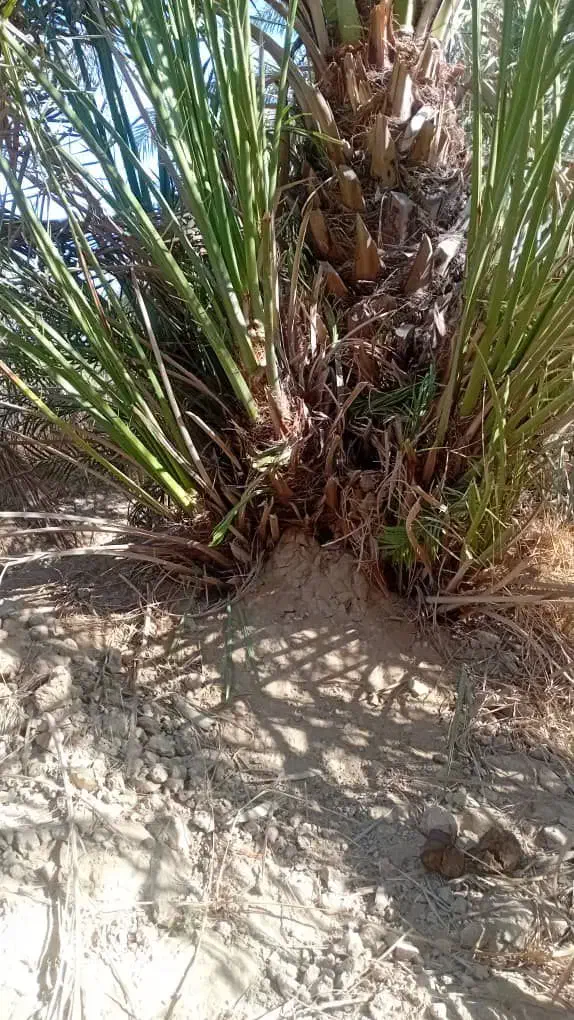 فروش انواع پاجوش|گل و گیاه طبیعی|اهواز, دغاغله|دیوار