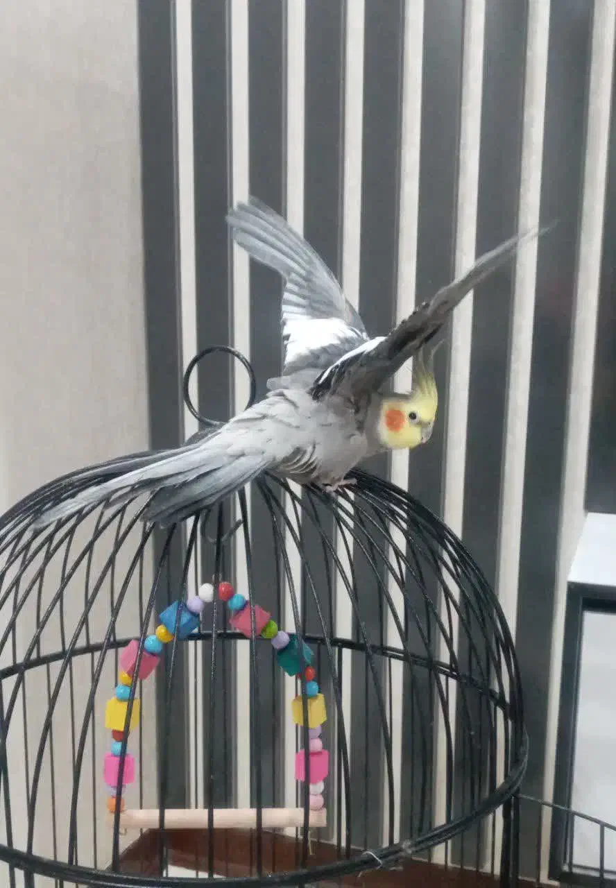 یک جفت عروس هلندی|پرنده|فولادشهر, مسکن مهر فولادشهر|دیوار