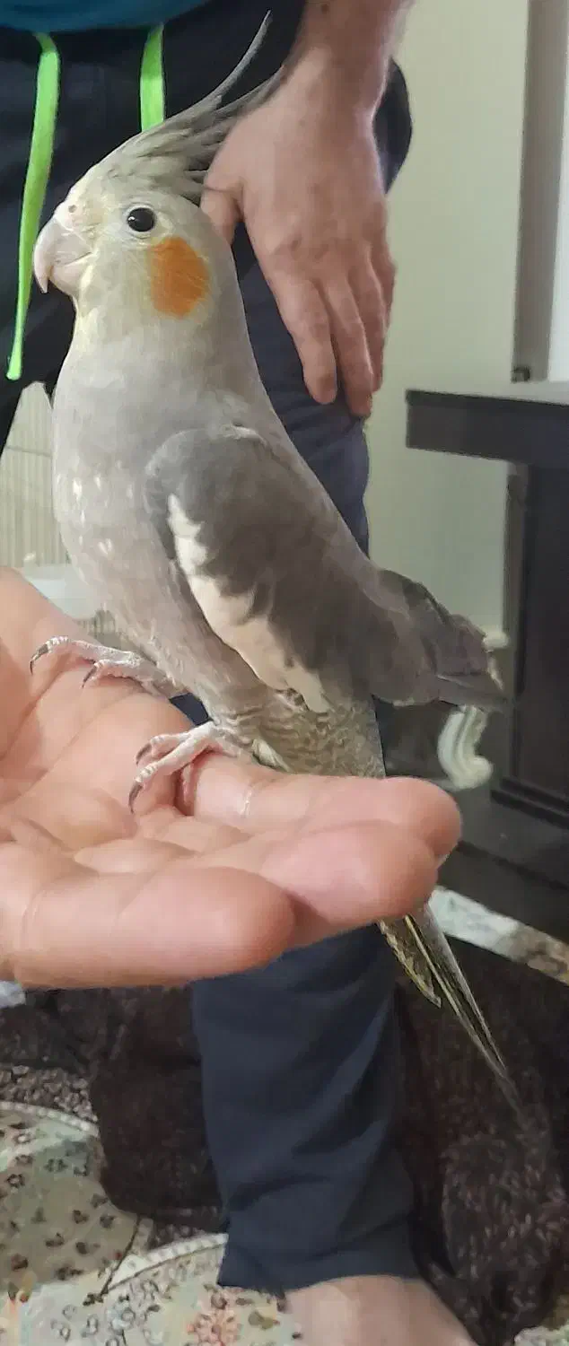 عروس هلندی نروماده|پرنده|قدس, شهرقدس|دیوار