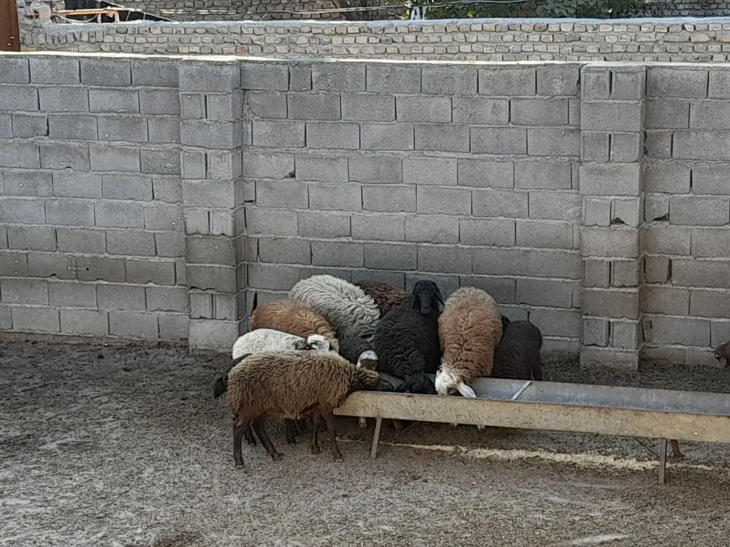 ۶ راس نر بره|حیوانات مزرعه|خان ببین, |دیوار