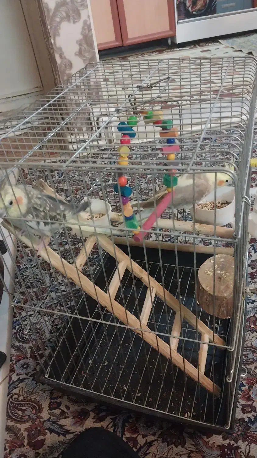 یه جفت عروس هلندی|پرنده|ری, شهرری|دیوار