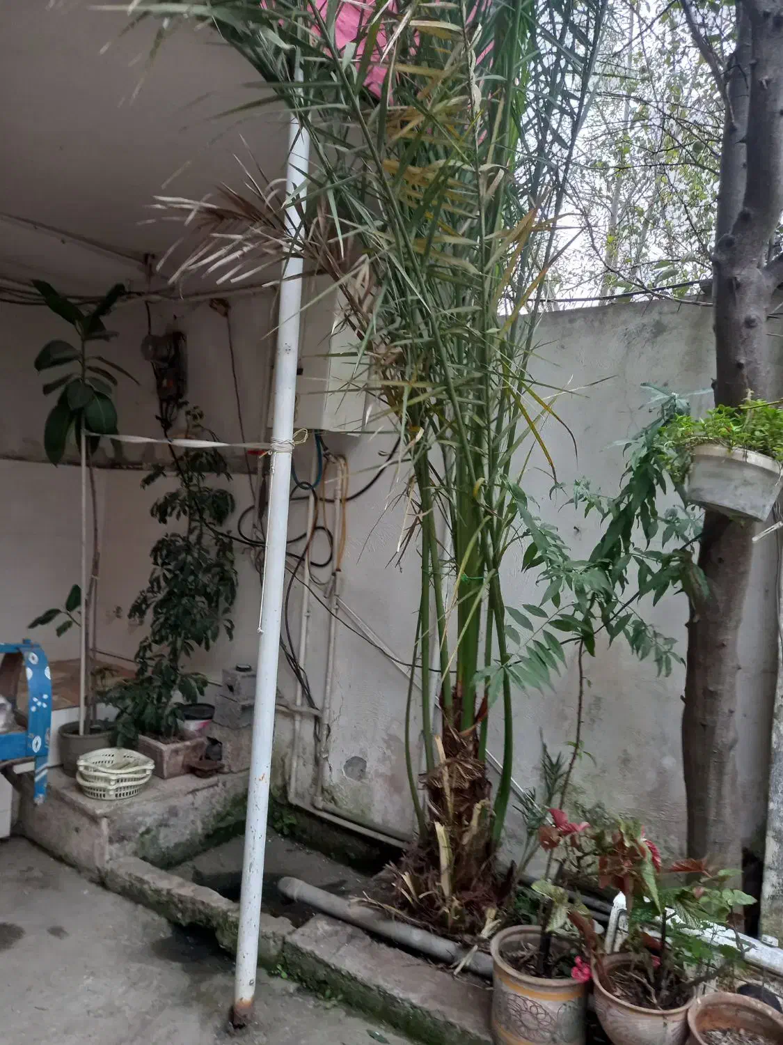 درخت خرما|گل و گیاه طبیعی|لاهیجان, آهندان|دیوار