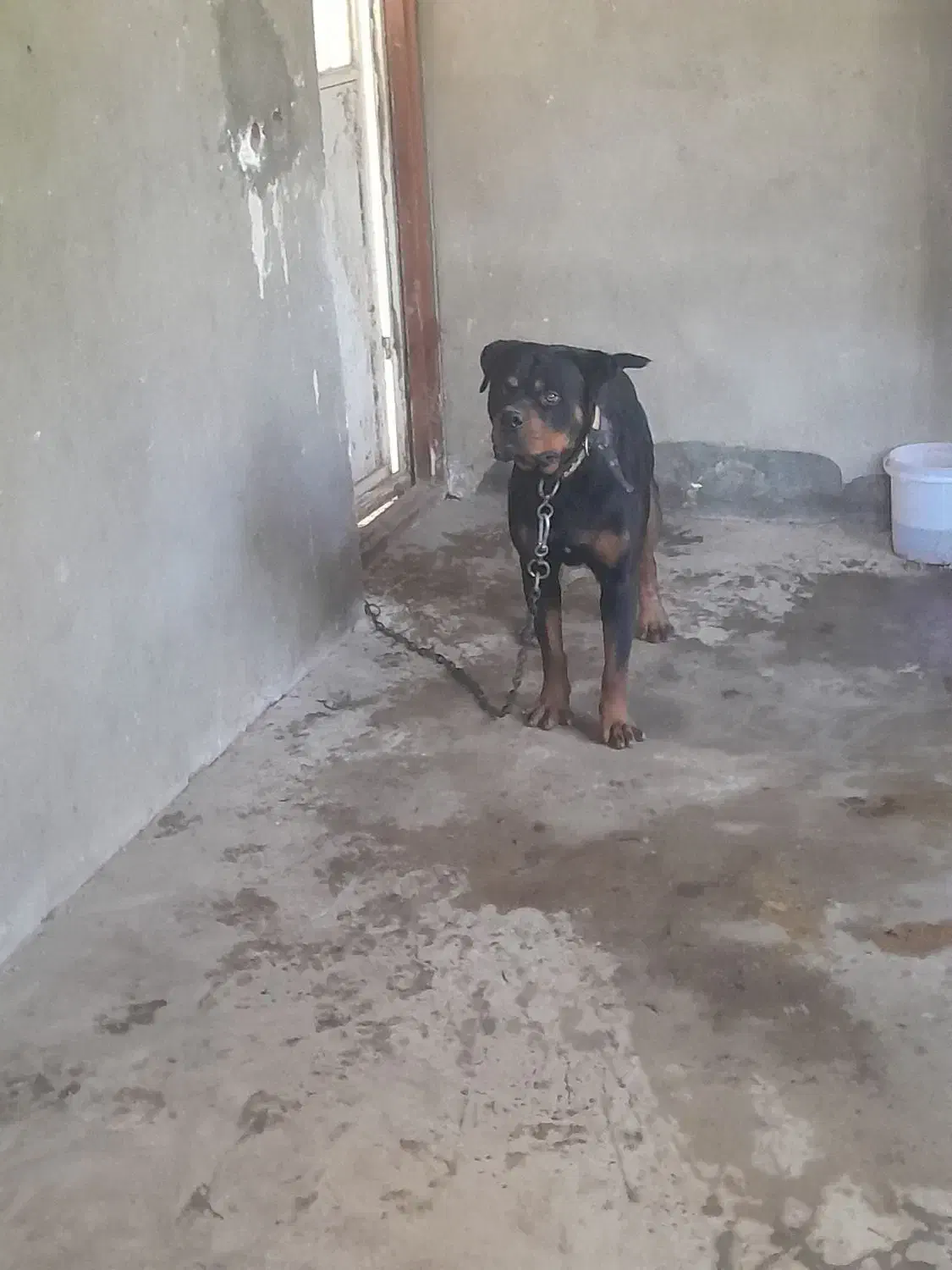 فروش سگ روتوایلر|سگ|آمل, |دیوار