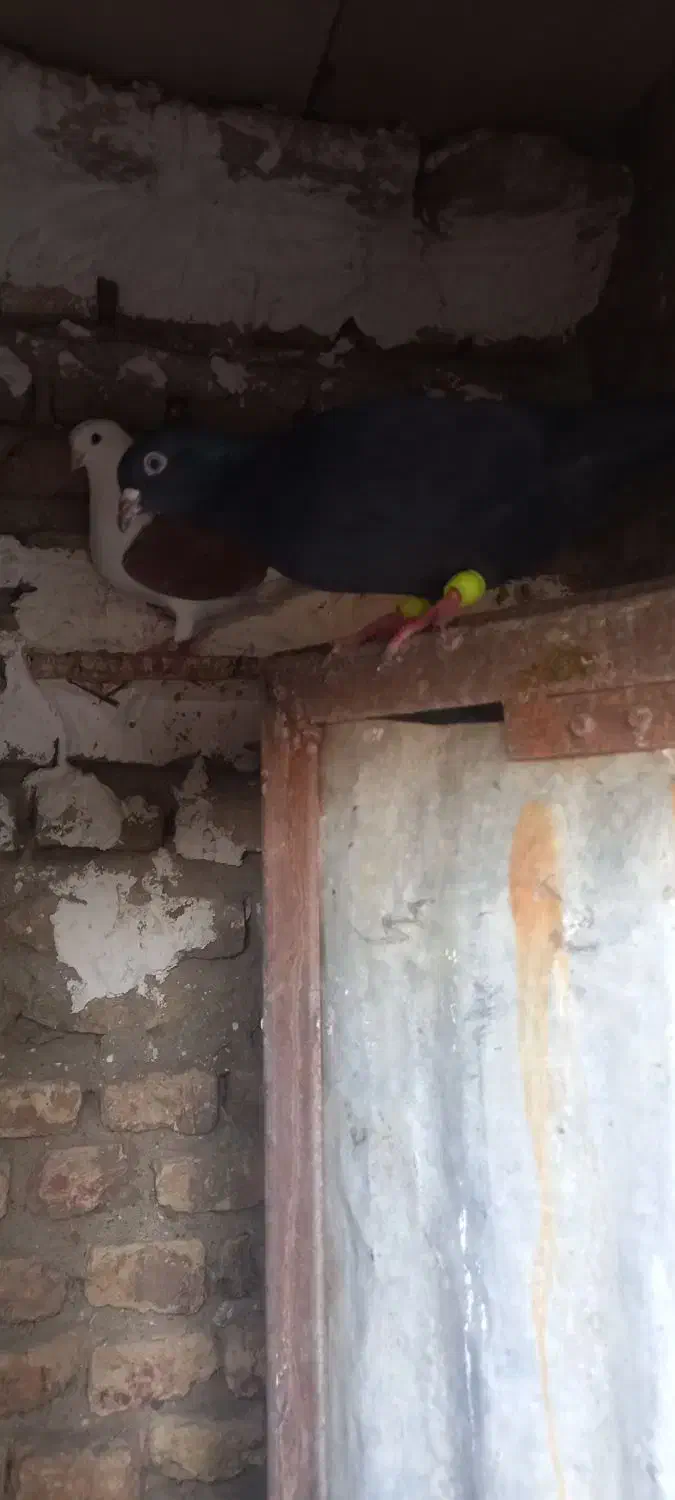 کفتر نرو ماده|پرنده|مینودشت, |دیوار