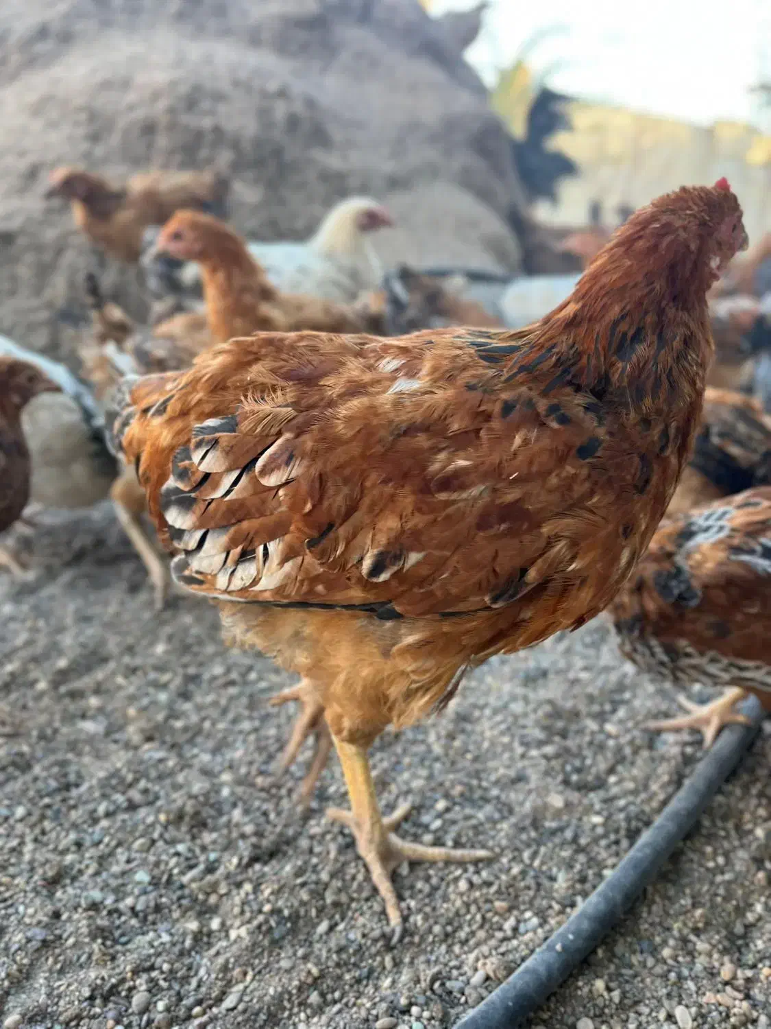 جوجه مرغ و خروس فریک|حیوانات مزرعه|تاکستان, |دیوار