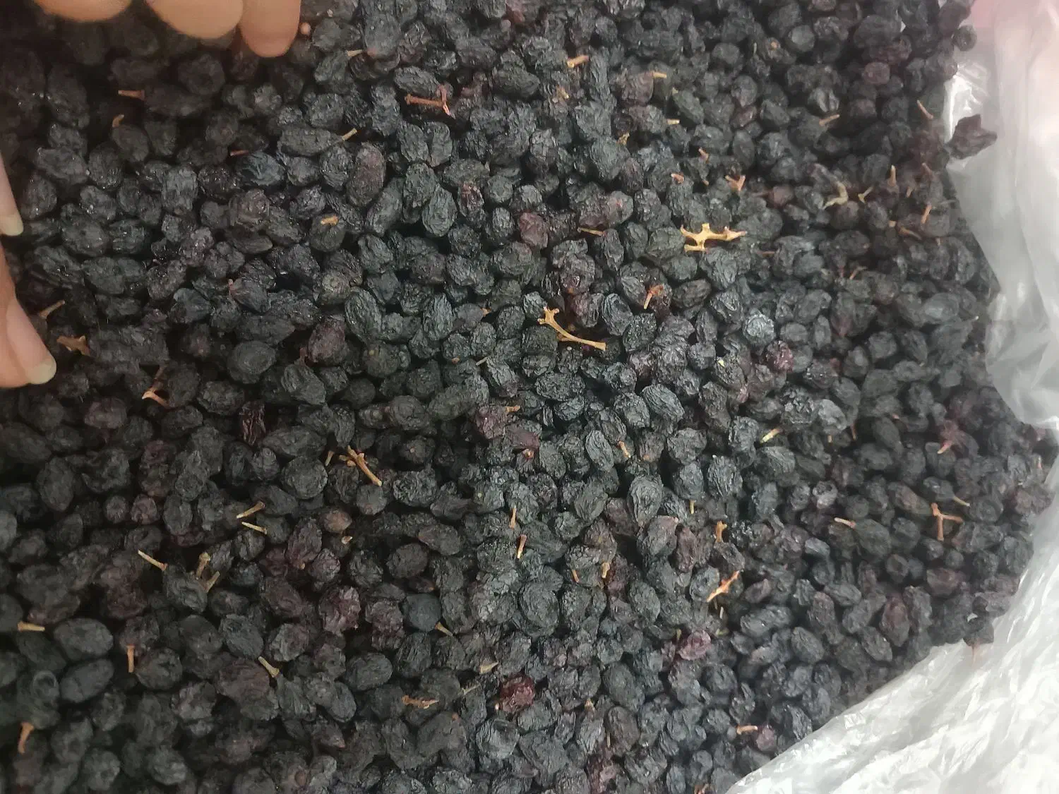 کشمش مویز  آفتابی درجه یک|خوردنی و آشامیدنی|ساوه, |دیوار