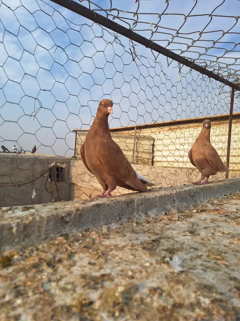 سلام فروش|پرنده|بهبهان, |دیوار