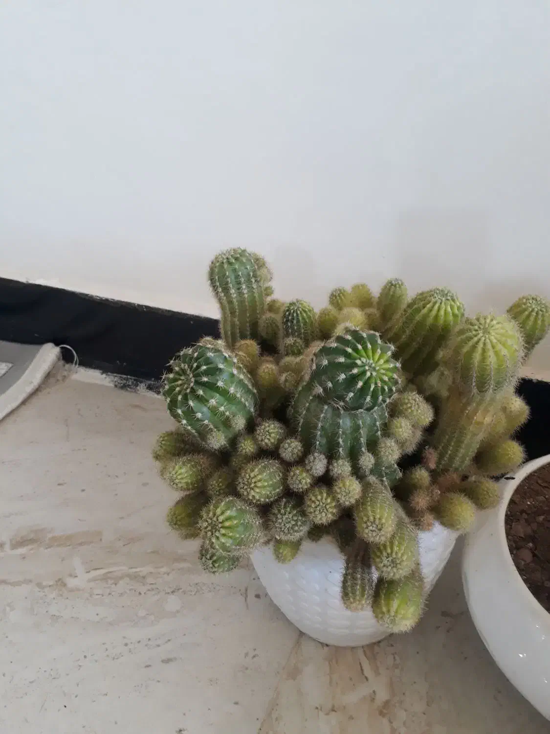 کاکتوس|گل و گیاه طبیعی|ایوان, |دیوار