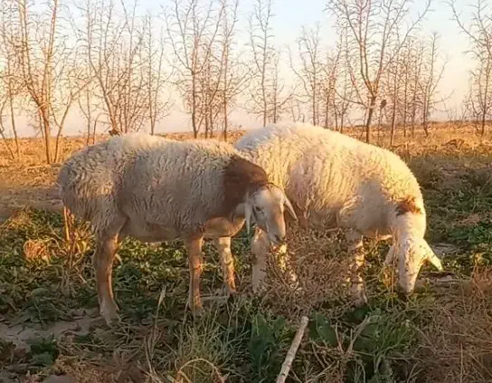 دوراس بره قوچی چینی|حیوانات مزرعه|زیرکوه, |دیوار