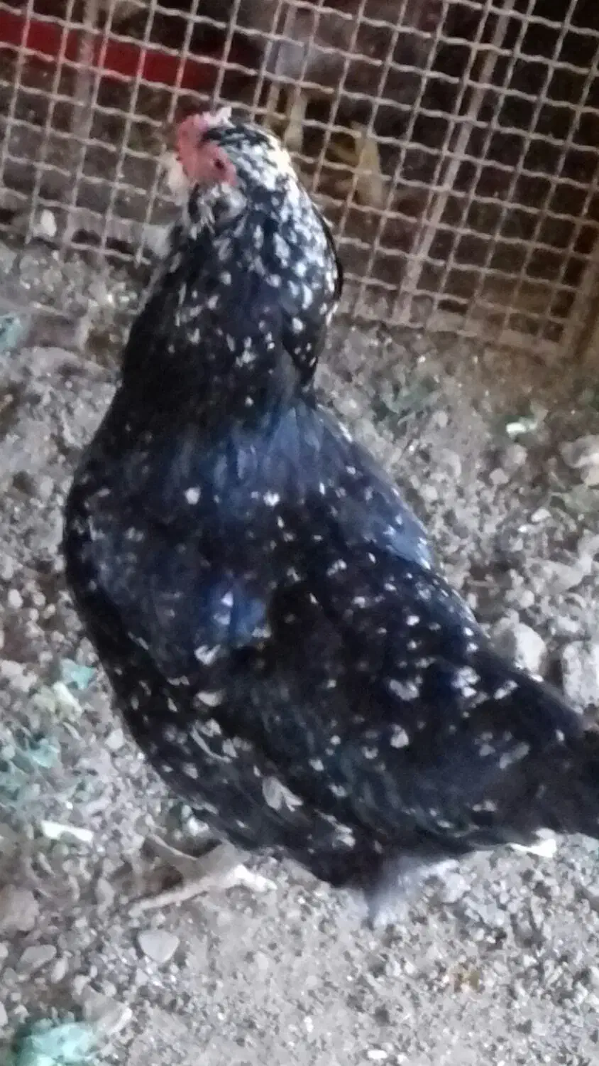 مرغ خروس گلین|حیوانات مزرعه|خان ببین, |دیوار