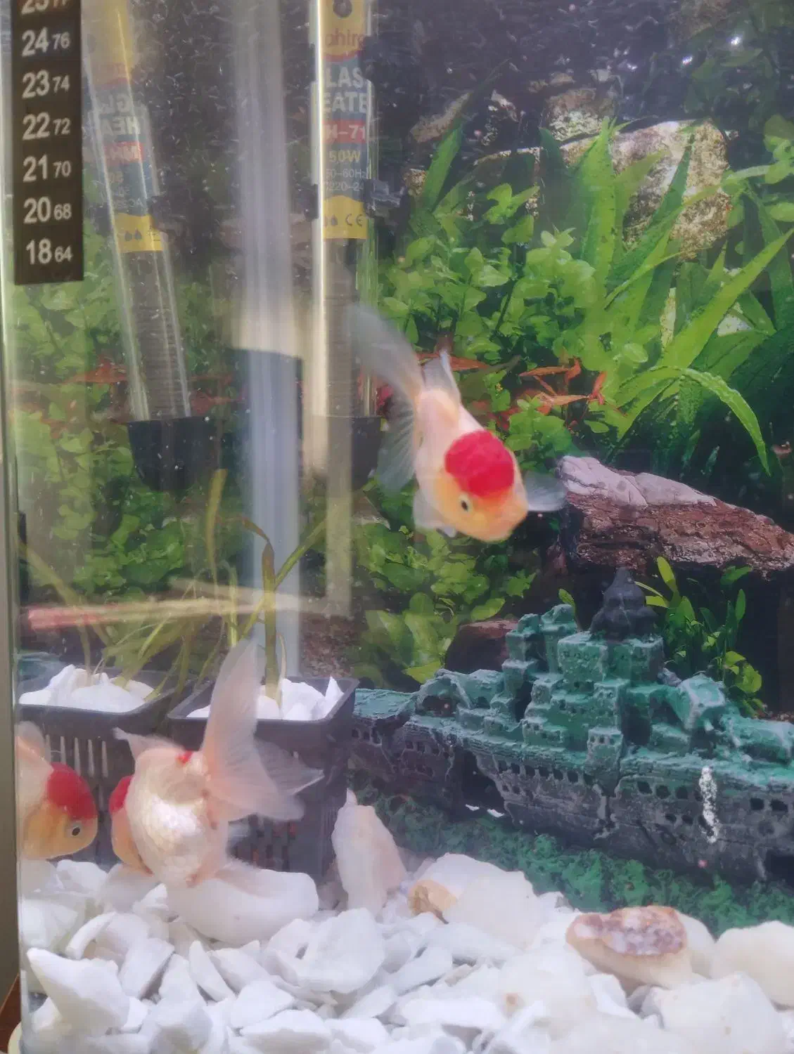 یک جفت ماهی گلد فیش معاوضه هم دارن|ماهی|اردبیل, |دیوار