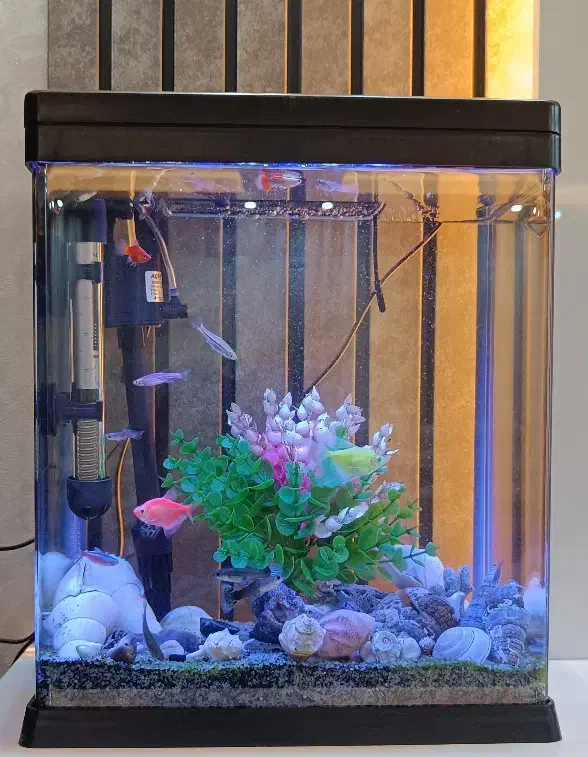 آکواریوم|ماهی|اردبیل, |دیوار