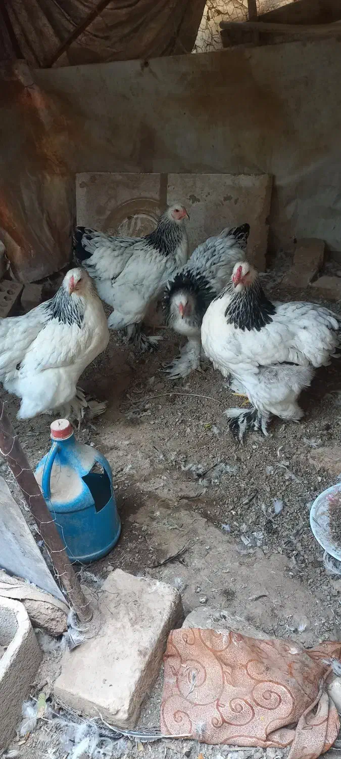 تخمنطفهداربرهما لایت|حیوانات مزرعه|یزد, |دیوار