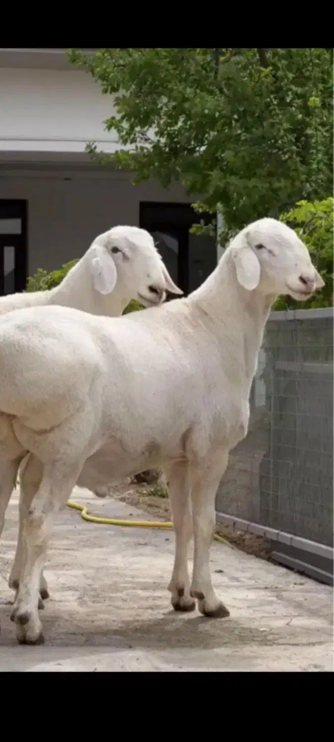 گوسفتدنرفروشی|حیوانات مزرعه|زهک, |دیوار