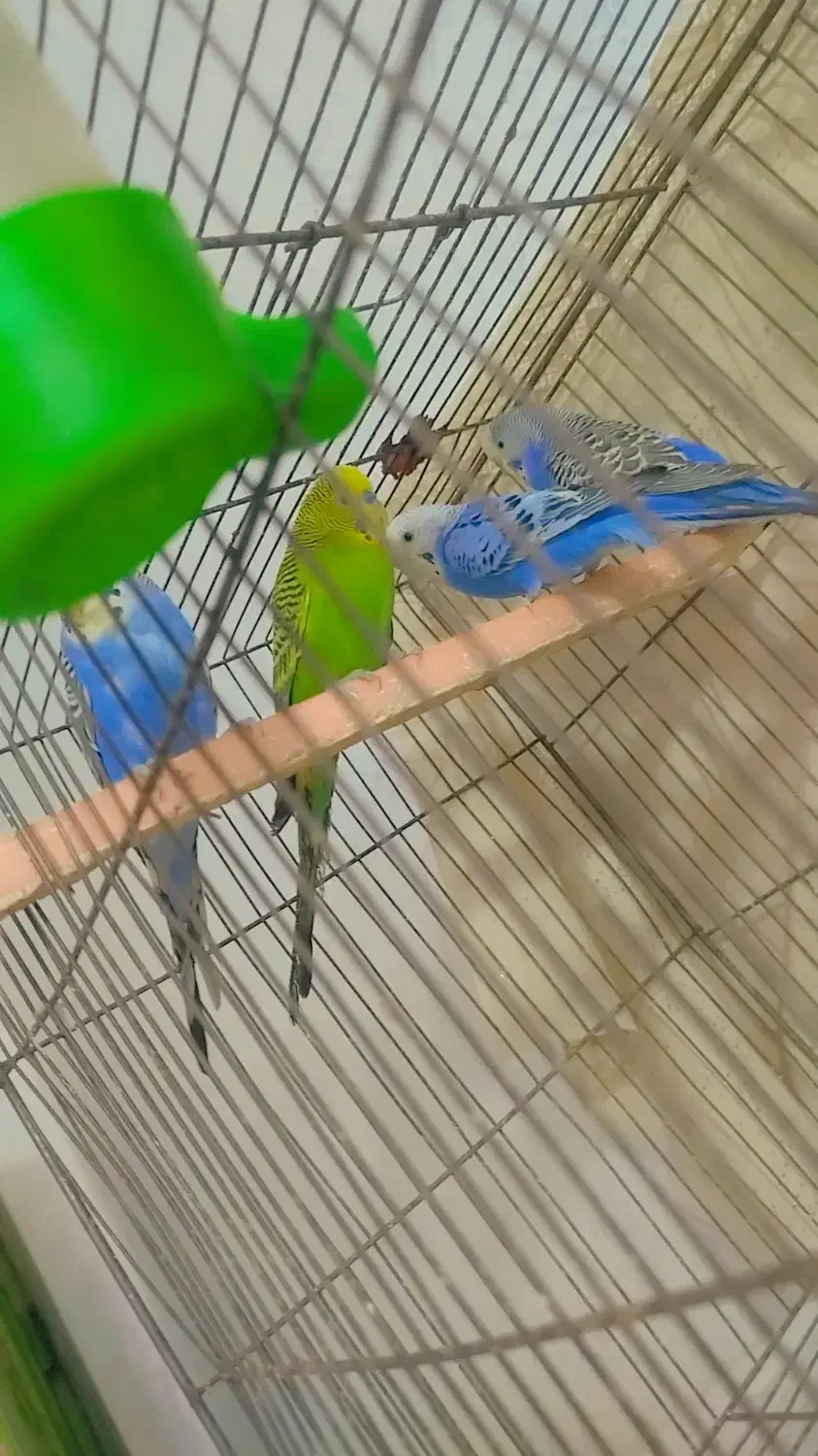 مرغ عشق|پرنده|کارون, |دیوار