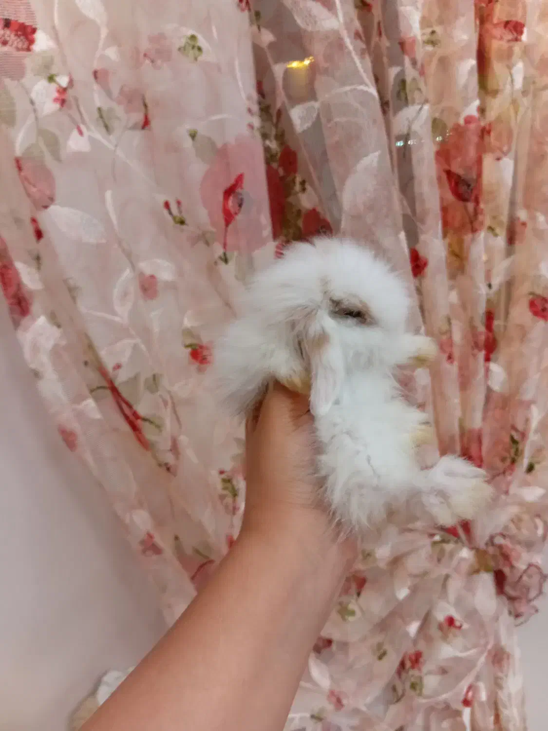 بچه خرگوش لوپ هلندی اصیل و خوکچه هندی فشن موبلند|موش و خرگوش|تهران, تهرانپارس شرقی|دیوار