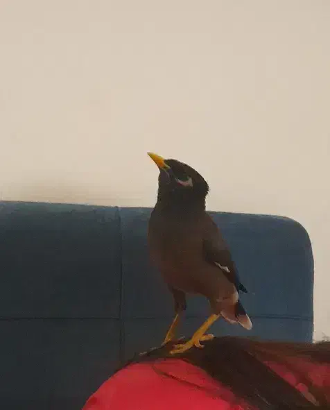 مرغ مینا بازیگوش|پرنده|پارس‌آباد, |دیوار