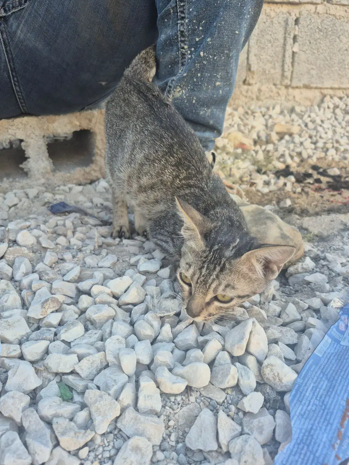 گربه|گربه|برازجان, |دیوار