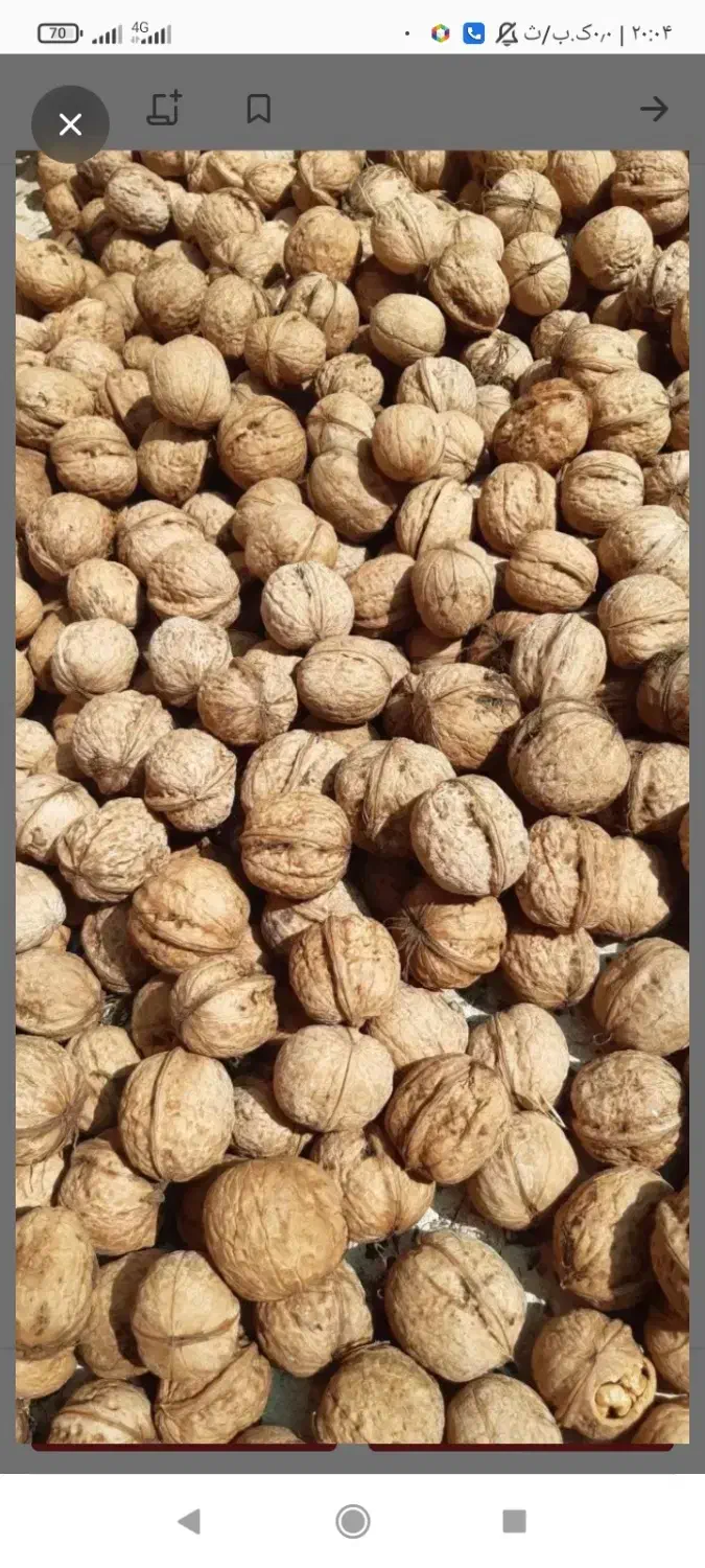 گردو|خوردنی و آشامیدنی|نیشابور, مازول|دیوار