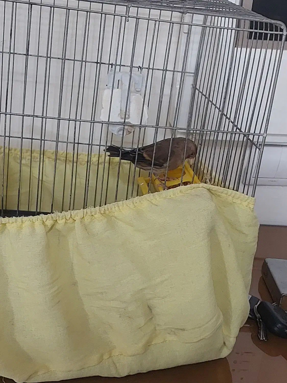 سهره قناری نر|پرنده|مشکین‌دشت, |دیوار