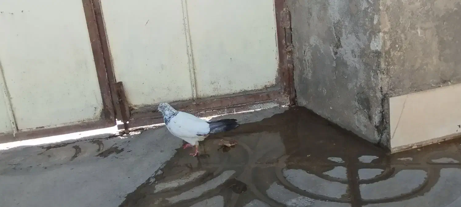 کبوتر|پرنده|ملایر, |دیوار