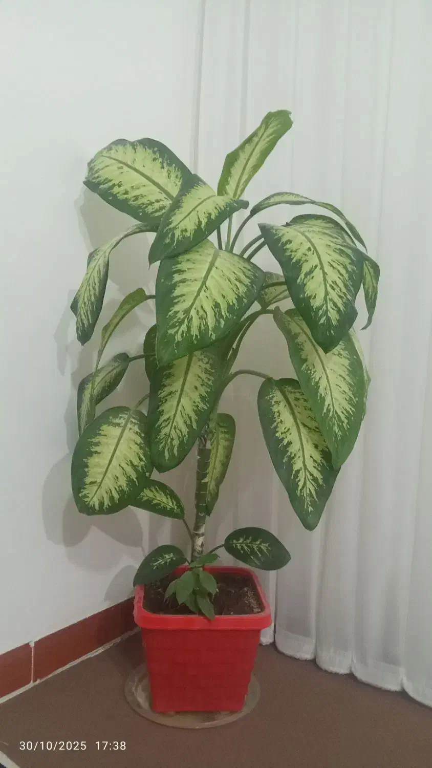 گل دیفن|گل و گیاه طبیعی|چرداول, |دیوار