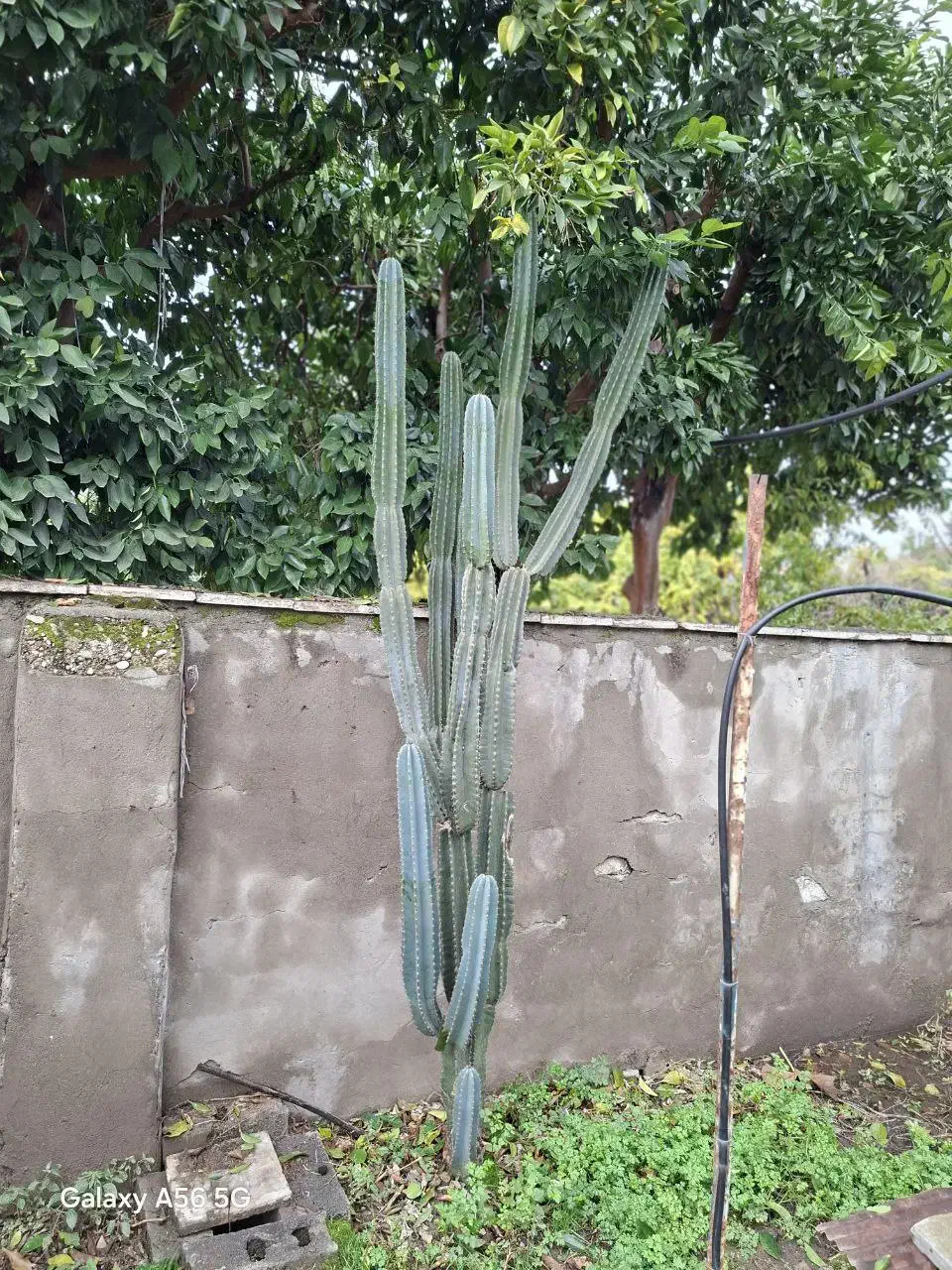 کاکتوس|گل و گیاه طبیعی|گتاب, |دیوار