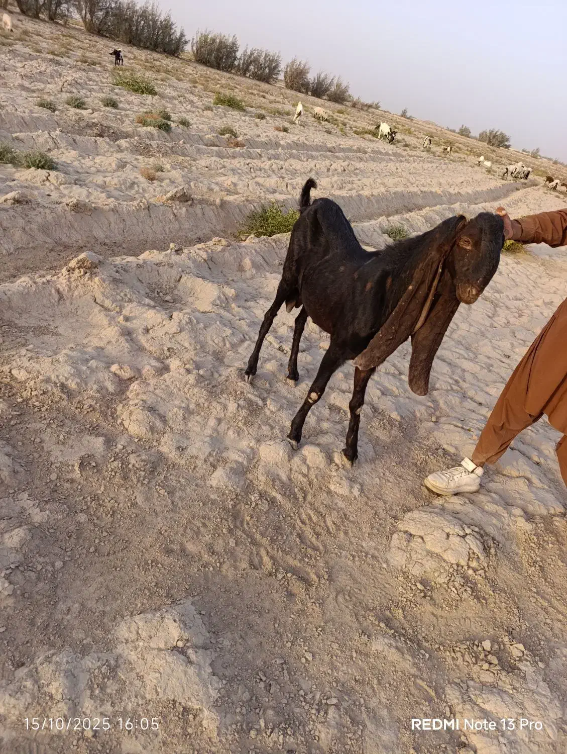 تکه  گلابی|حیوانات مزرعه|هیرمند, |دیوار